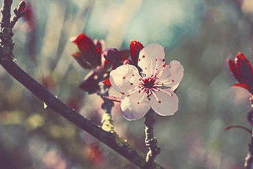 cc攻击免费网页版